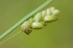 Thinfruit sedge